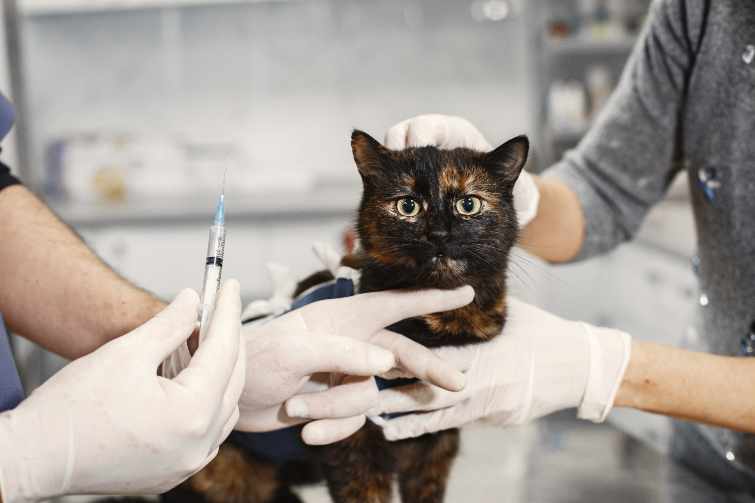 Pet Cat Surgical Solutions