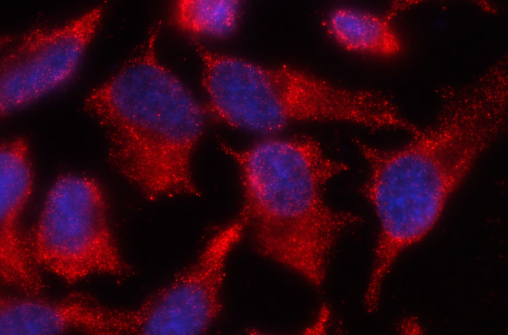 Complement C3 Antibody