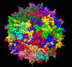 Adeno-Associated Virus