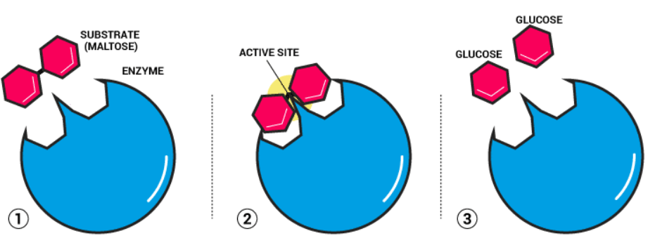 Biological Enzyme