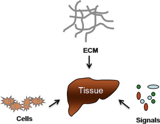 Biological Tissue