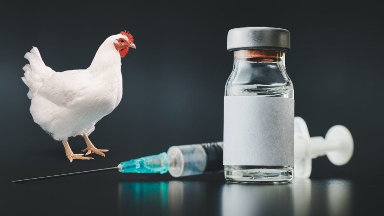 Broiler Vaccine