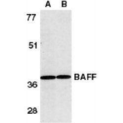 CD257 Antibody