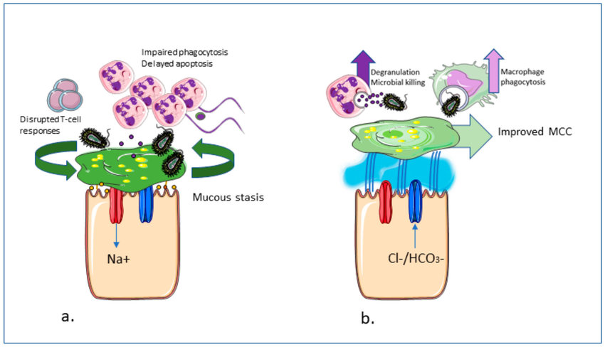 CFTR Modulators