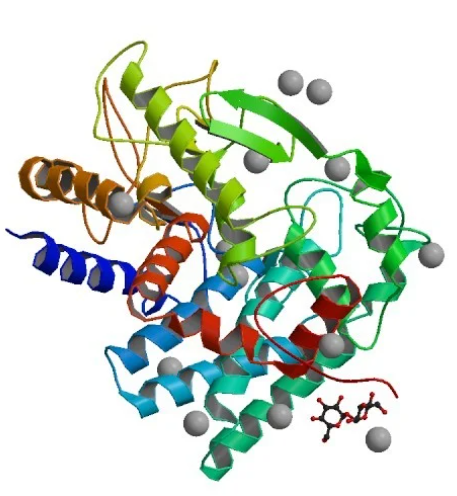 Beta Glucanase