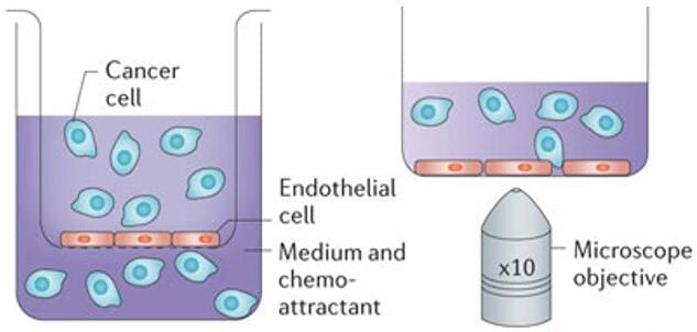 Cell Migration and Invasion Assay