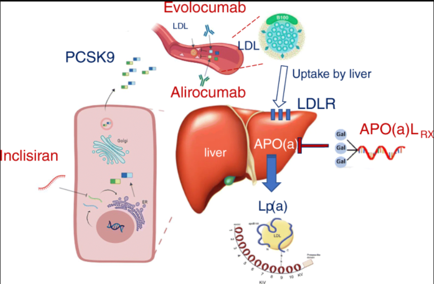 Chemical Lipid-Lowering Drug