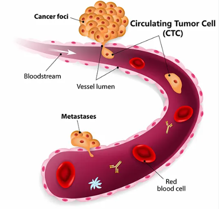 Circulating Tumor Cell Testing