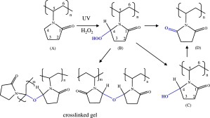 Crosslinked Polyvinylpolypyrrolidone (PVPP)