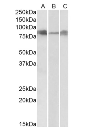 DLL4 Antibody