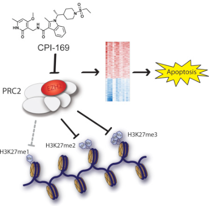 EZH2 Inhibitor