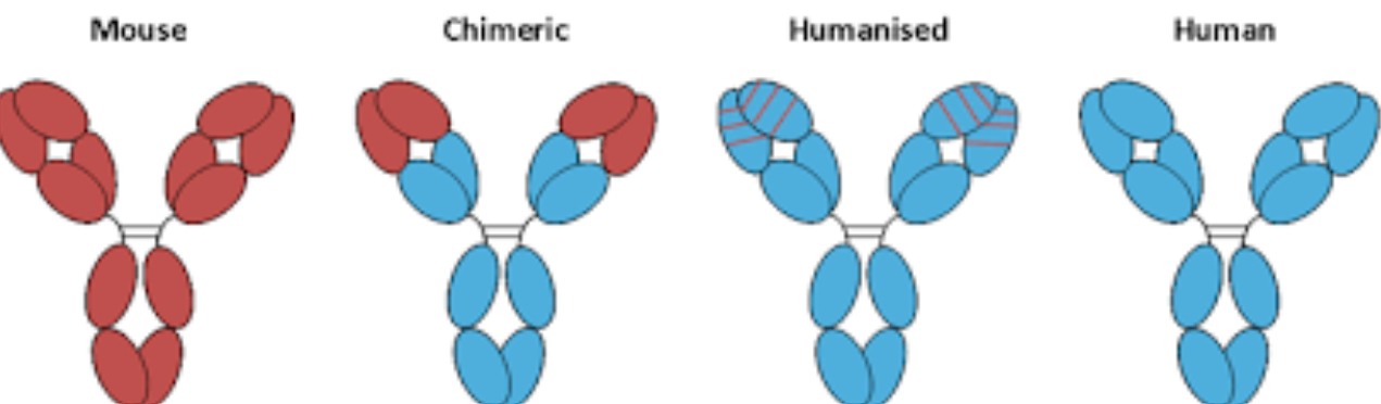 Fully Humanized Antibody