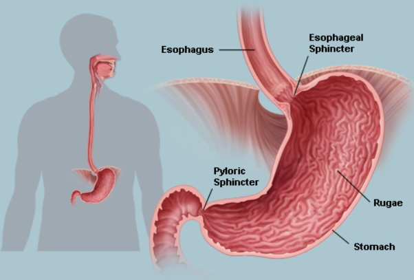 Gastroesophageal Junction Adenocarcinoma Therapeutics