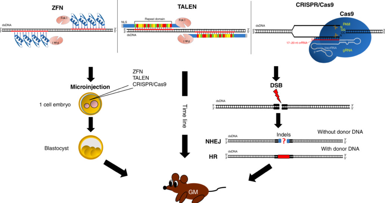 Genetically Modified Animal Model