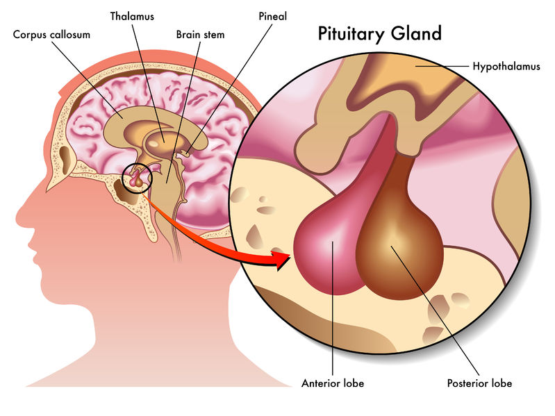 Growth Disorder Medications