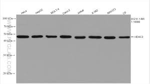 HDAC3 Antibody