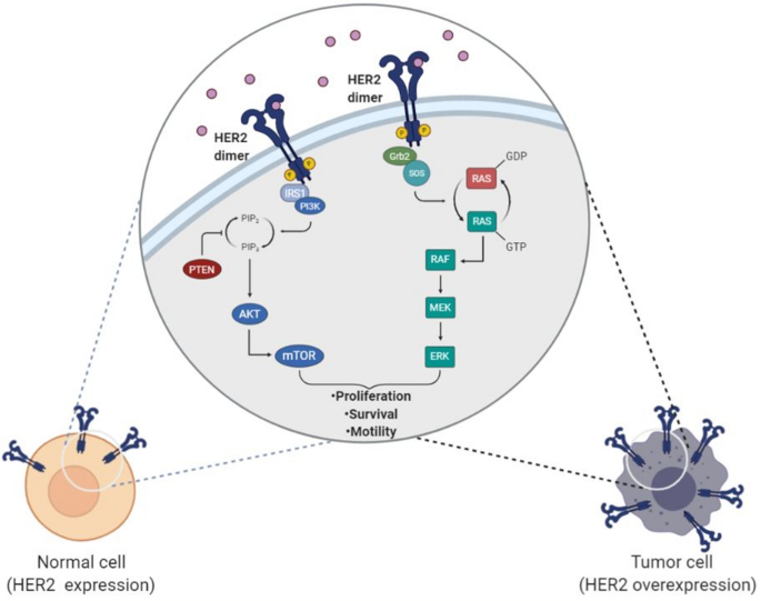 HER2 (Human Epidermal Growth Factor Receptor 2)