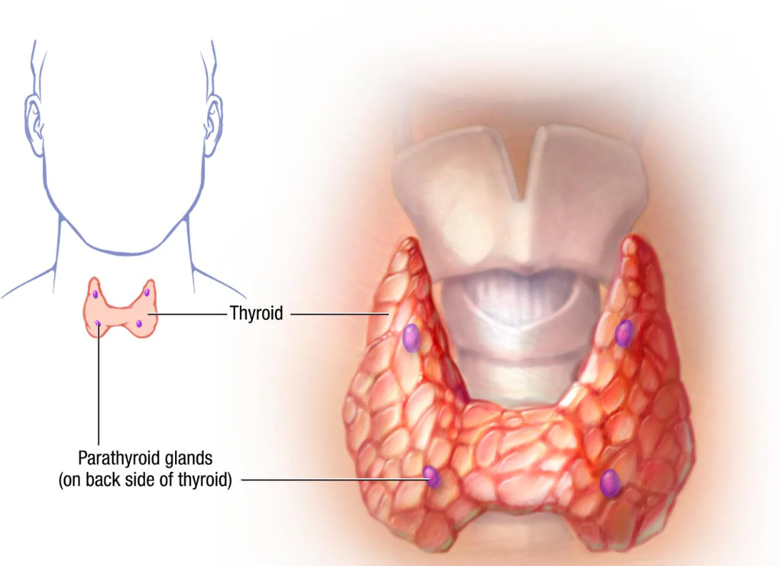 Hypoparathyroidism Clinical Trials