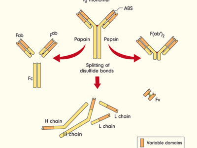 IgG Fc Protein