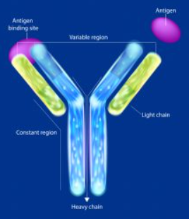 Immunohistochemistry Antibody