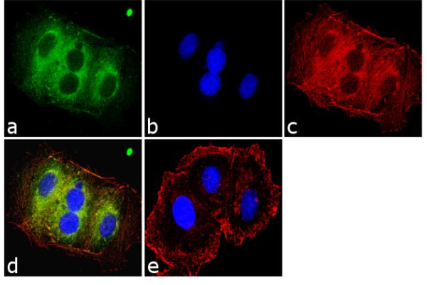 KRAS Antibody