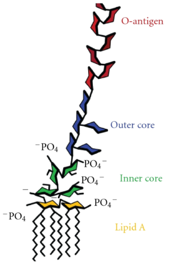 Lipopolysaccharides Immunoassay