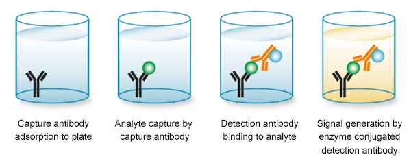 Matched Antibody Pairs for ELISA