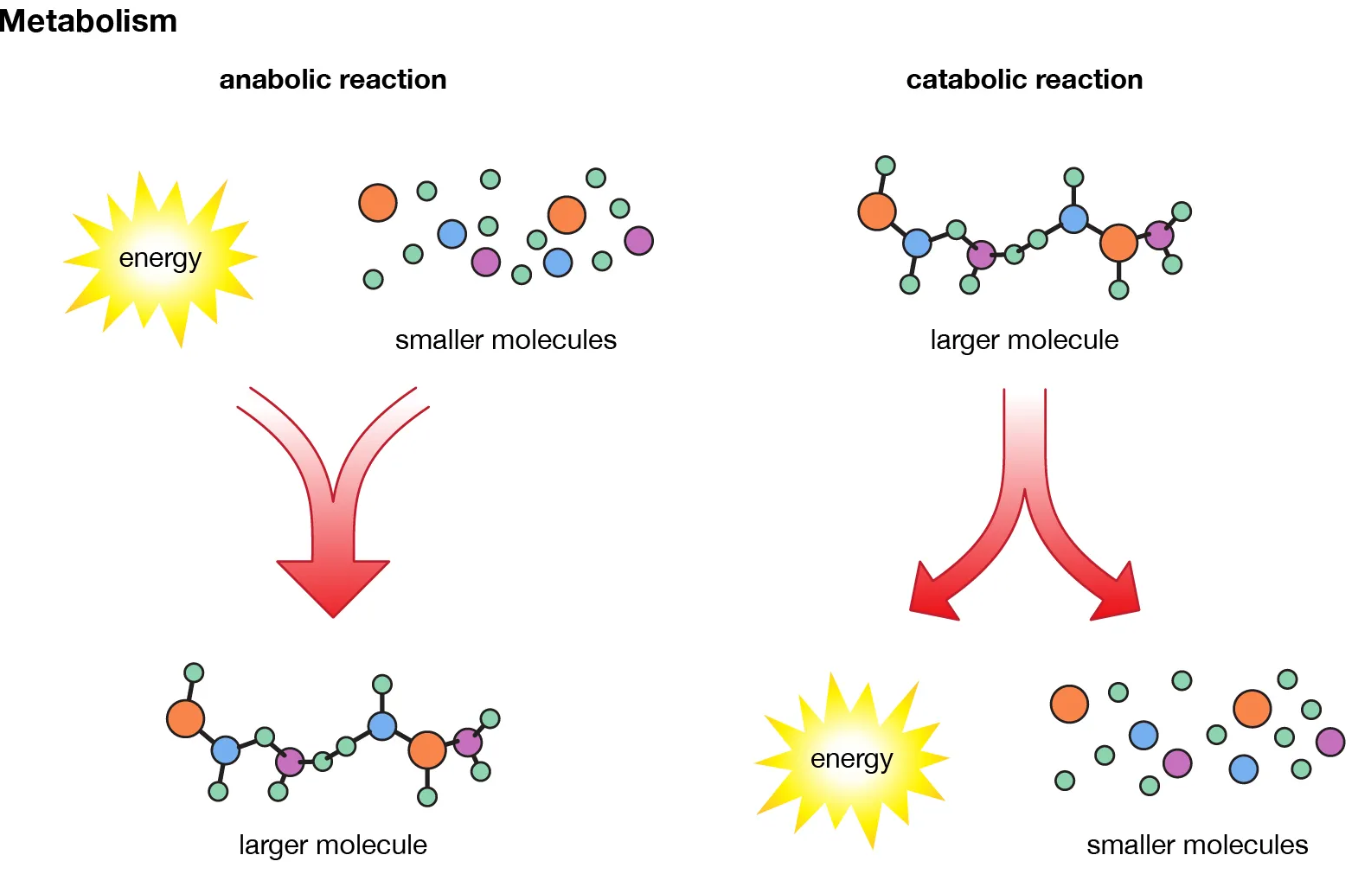 Metabolomics