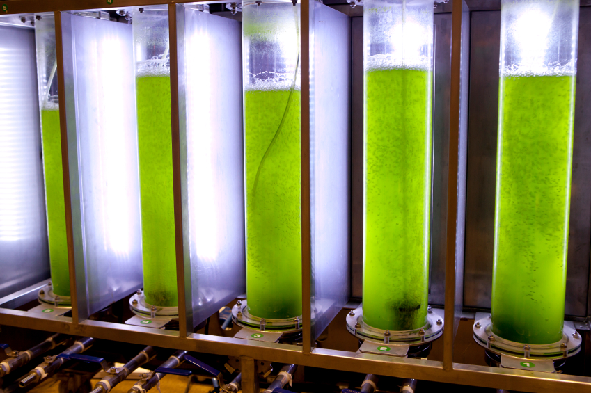 Microalgae Bioreactor