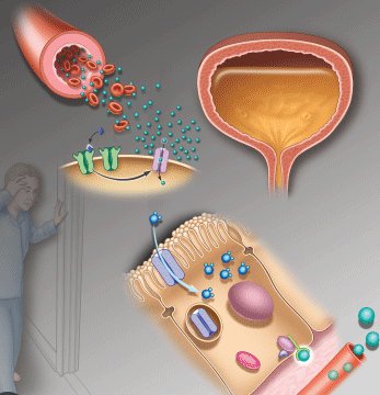 Nocturnal Polyuria Treatment