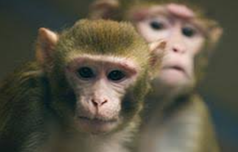 Non-Human Primates for Experiment