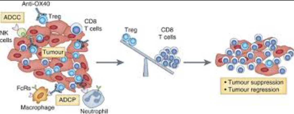 OX40 Antibody