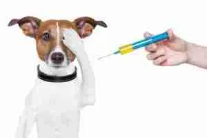 Oral Vaccines Solutions for Pets