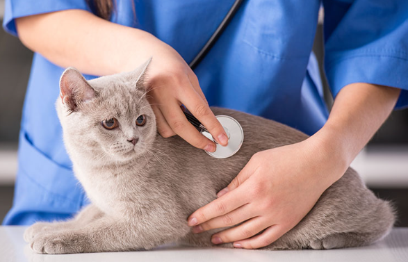 Pet Medical Equipment