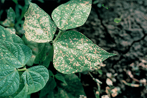 Plant Disease Diagnostic