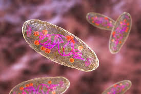 Plasmid DNA