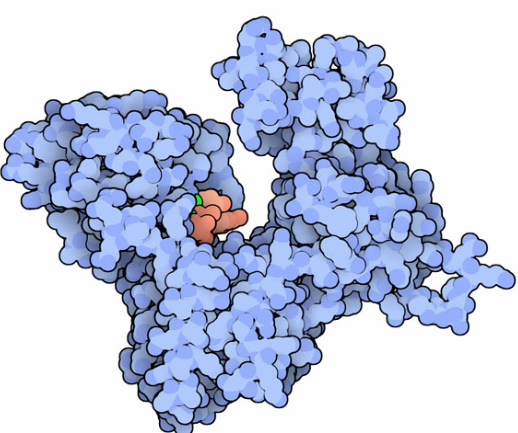 Poly(A) Polymerase