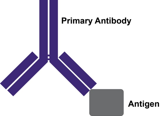 Primary Antibodies and Reagents