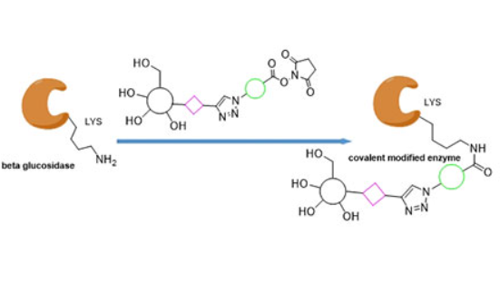 Protein Labeling and Conjugation Service