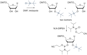 RNA Oligonucleotide Synthesis