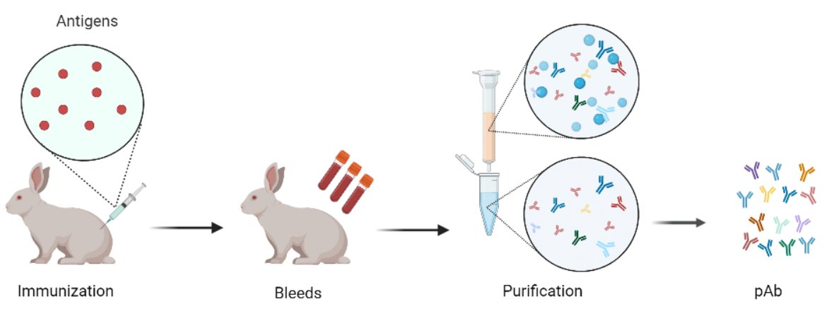 Rabbit Polyclonal Antibodies