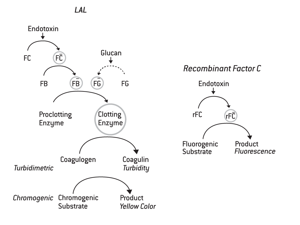 Recombinant Factor C Assay