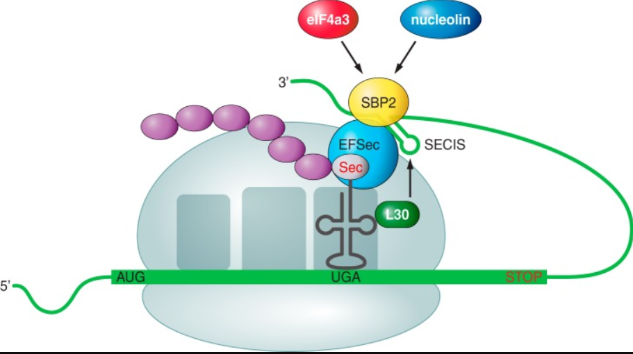 Selenoprotein