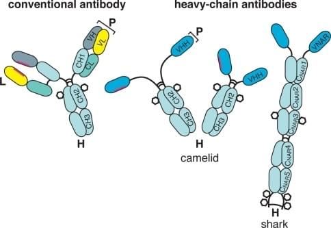 Single Domain Antibody Services