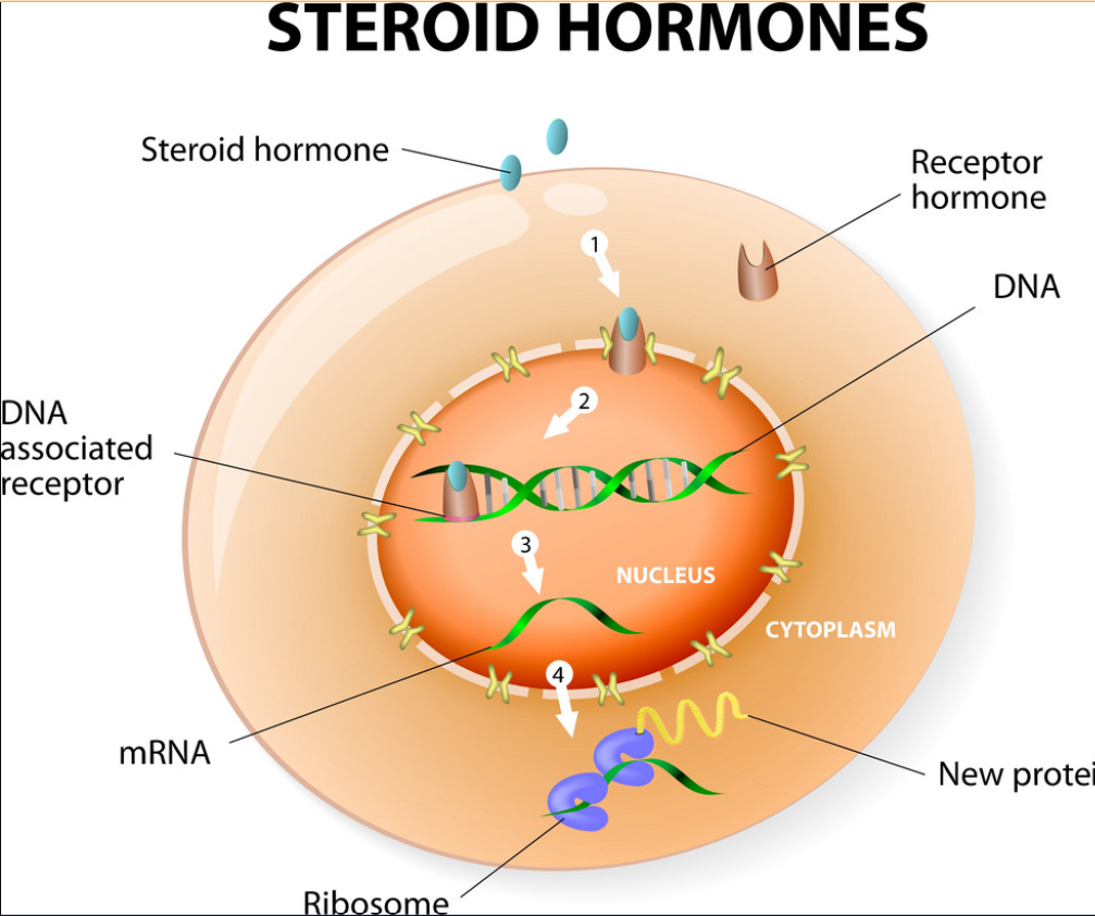 Steroid Hormones