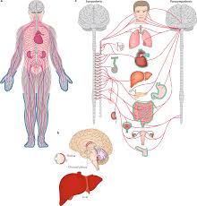 Transthyretin Amyloidosis Treatment