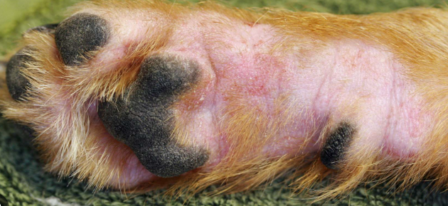 Veterinary Atopic Dermatitis