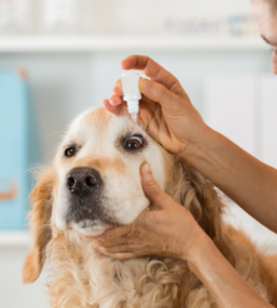 Veterinary Ophthalmic Drugs Market