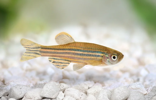 Zebrafish as a Model Organism