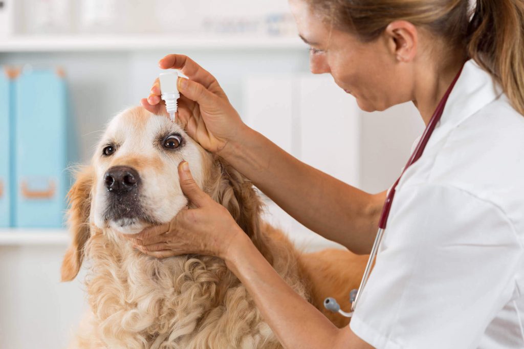 Herbal Veterinary Healthcare